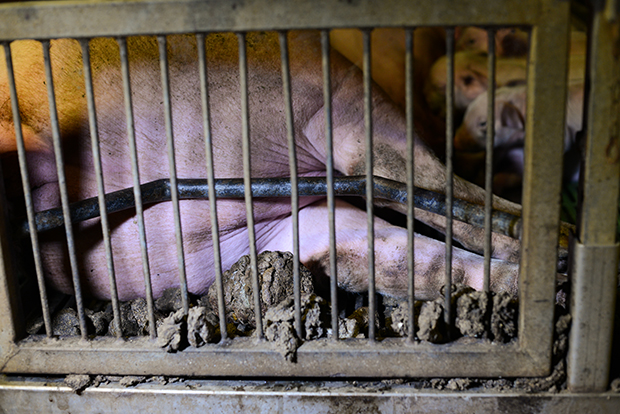 Фотография: Жуткий фотопроект о жизни свиней на фермах №6 - BigPicture.ru