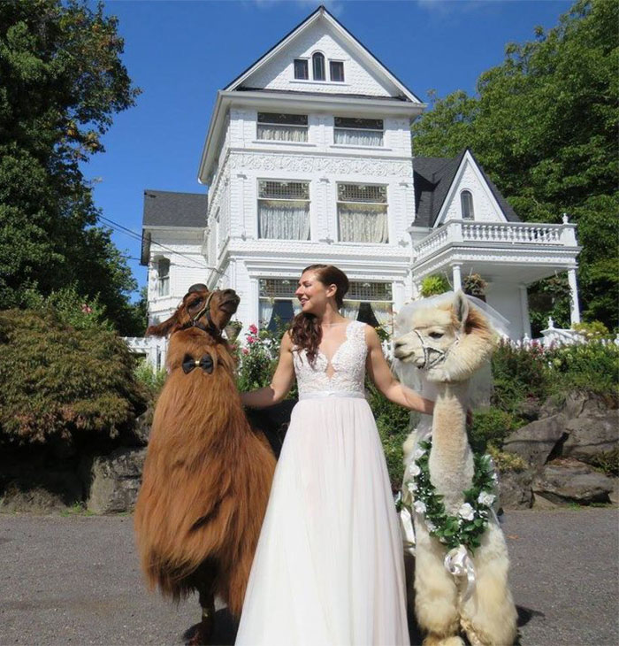 Фотография: Вместо людей на свадьбу теперь можно пригласить ламу в галстуке-бабочке №6 - BigPicture.ru