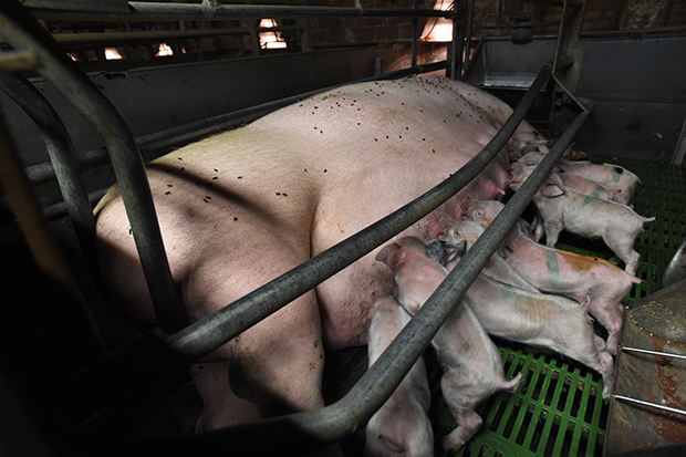 Фотография: Жуткий фотопроект о жизни свиней на фермах №8 - BigPicture.ru