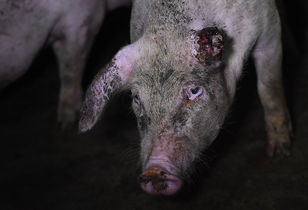 Фотография: Жуткий фотопроект о жизни свиней на фермах №9 - BigPicture.ru