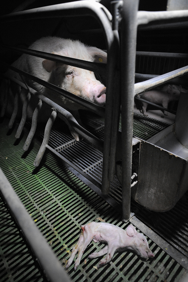 Фотография: Жуткий фотопроект о жизни свиней на фермах №10 - BigPicture.ru