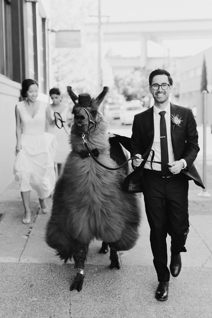Фотография: Вместо людей на свадьбу теперь можно пригласить ламу в галстуке-бабочке №9 - BigPicture.ru