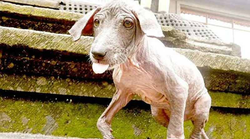 Фотография: Спасение и невероятное преображение пса Фрэнки, найденного в канаве №1 - BigPicture.ru