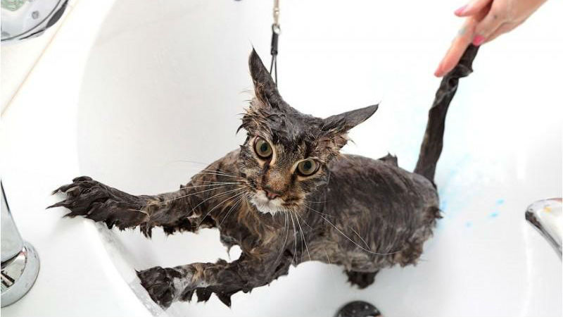 Фотография: Как помыть кошку и остаться в живых №1 - BigPicture.ru