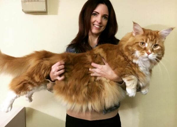 Пара купила крохотного котенка, а он вырос в самого длинного кота в мире