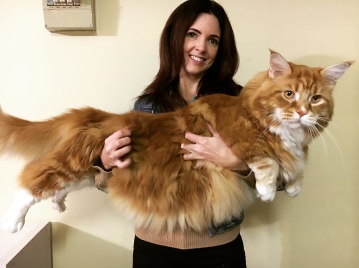 Фотография: Пара купила крохотного котенка, а он вырос в самого длинного кота в мире №1 - BigPicture.ru
