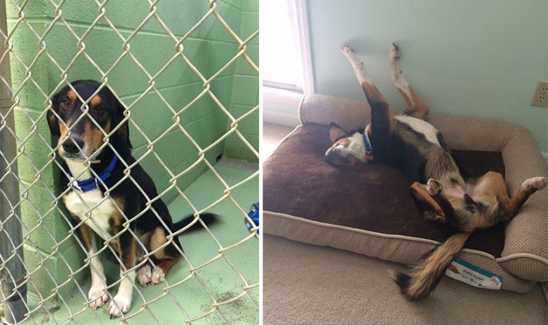 Фотография: Животные до и после того, как их забрали из приюта №1 - BigPicture.ru