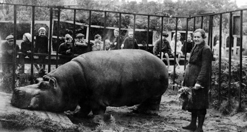 Фотография: Как Ленинградский зоопарк пережил блокаду №1 - BigPicture.ru