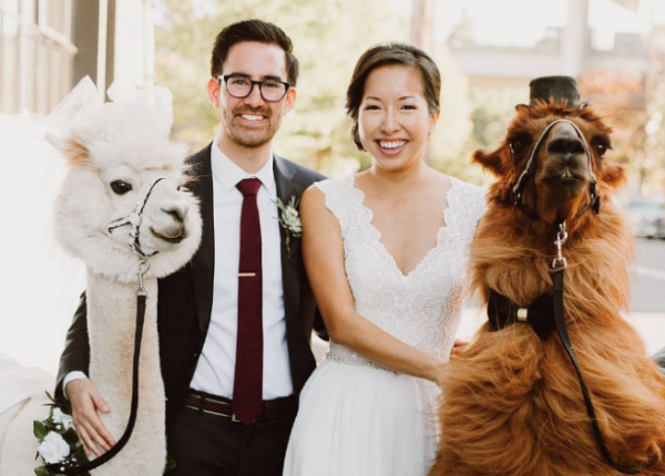 Вместо людей на свадьбу теперь можно пригласить ламу в галстуке-бабочке