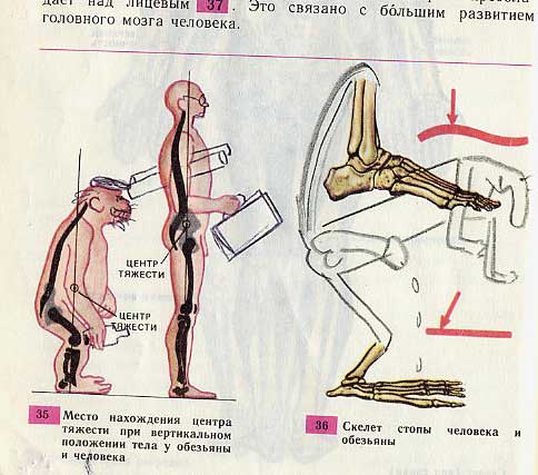 Фотография: Забавно разрисованный учебник биологии перенесет вас назад в 9-й класс №10 - BigPicture.ru
