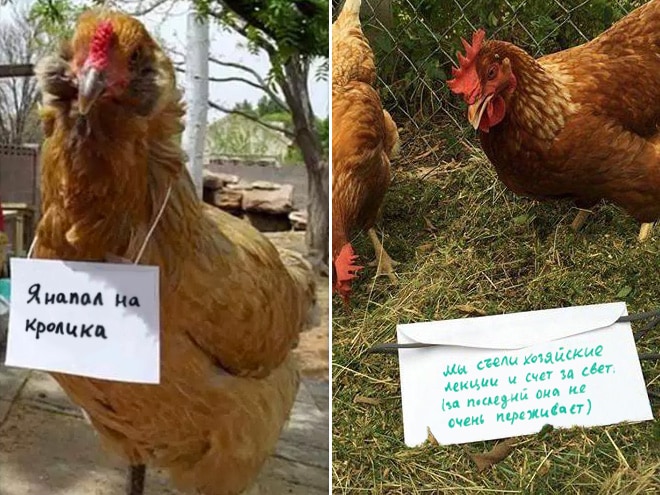 Фотография: Шкодливые курицы, которые набрались смелости признаться в своих грехах №10 - BigPicture.ru