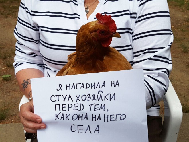 Фотография: Шкодливые курицы, которые набрались смелости признаться в своих грехах №6 - BigPicture.ru