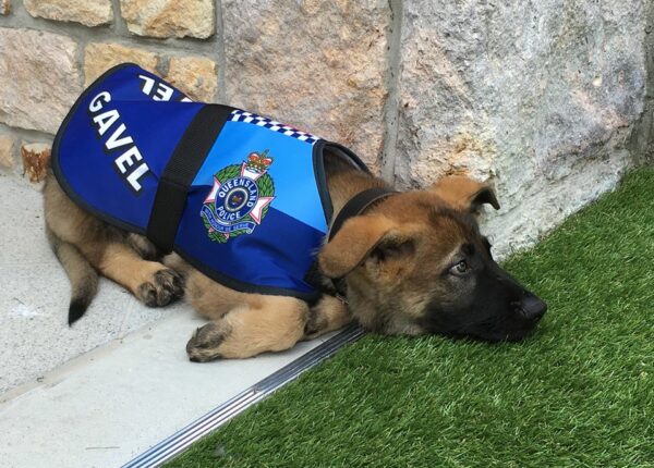Самого дружелюбного щенка австралийской полиции выгнали с работы