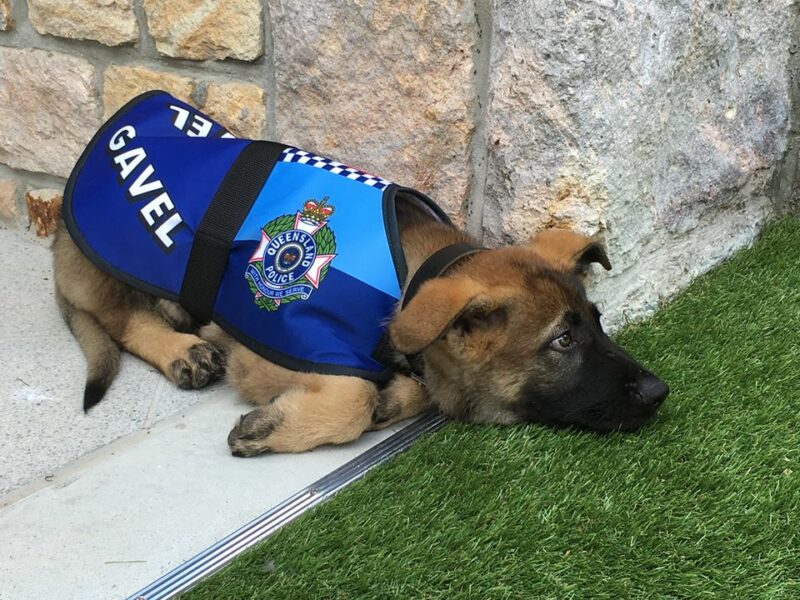 Фотография: Самого дружелюбного щенка австралийской полиции выгнали с работы №1 - BigPicture.ru