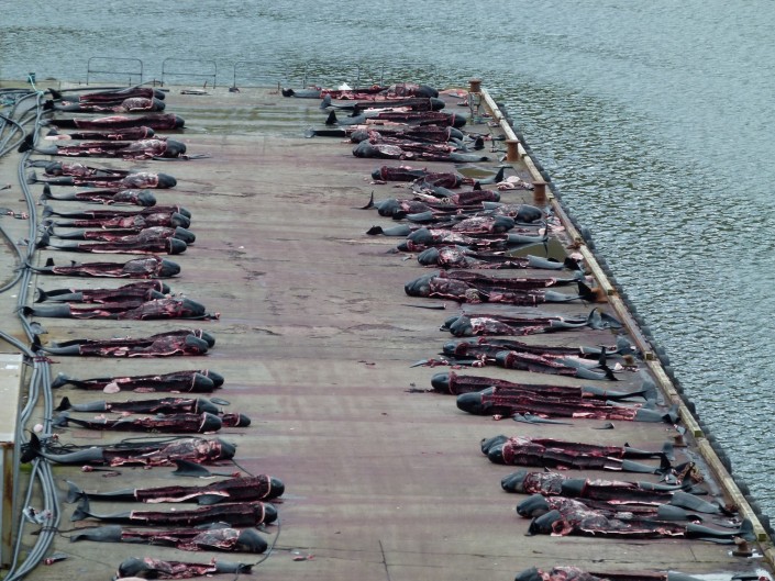 Фотография: На кровавых берегах: фарерцы снова зверски убивают сотни дельфинов №7 - BigPicture.ru