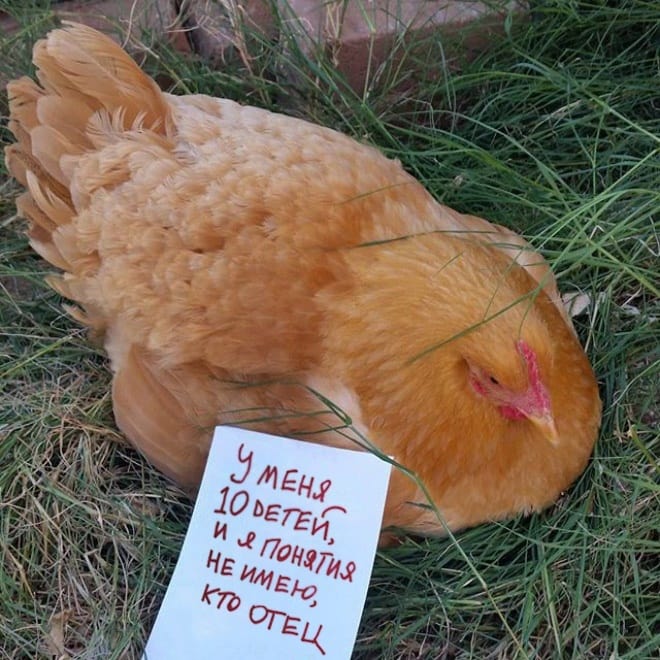 Фотография: Шкодливые курицы, которые набрались смелости признаться в своих грехах №3 - BigPicture.ru