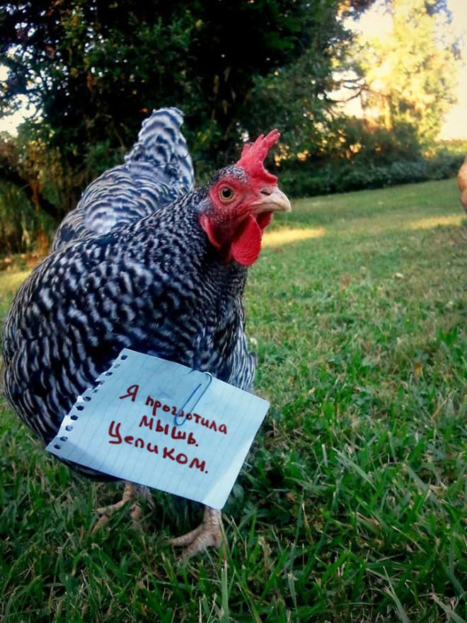 Фотография: Шкодливые курицы, которые набрались смелости признаться в своих грехах №7 - BigPicture.ru