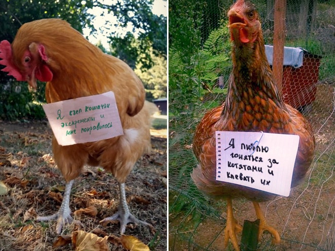 Фотография: Шкодливые курицы, которые набрались смелости признаться в своих грехах №8 - BigPicture.ru