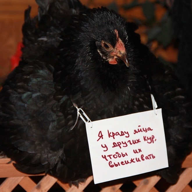 Фотография: Шкодливые курицы, которые набрались смелости признаться в своих грехах №11 - BigPicture.ru