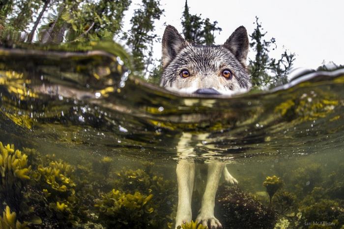 Фотография: Познакомьтесь с редкими морскими волками, которые живут возле океана и плавают в нем часами №1 - BigPicture.ru