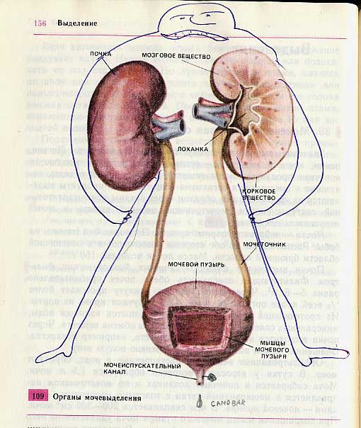 Фотография: Забавно разрисованный учебник биологии перенесет вас назад в 9-й класс №25 - BigPicture.ru