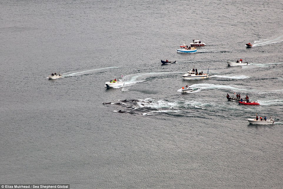 Фотография: На кровавых берегах: фарерцы снова зверски убивают сотни дельфинов №3 - BigPicture.ru