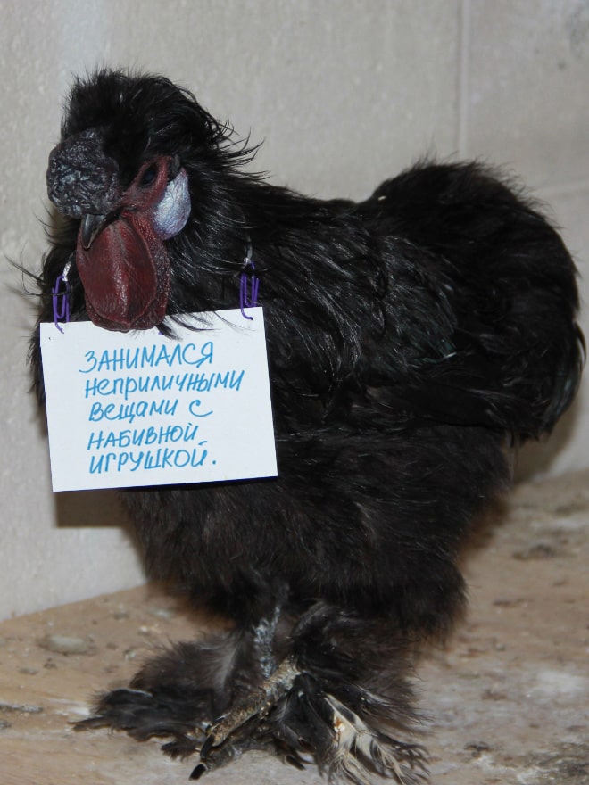Фотография: Шкодливые курицы, которые набрались смелости признаться в своих грехах №13 - BigPicture.ru