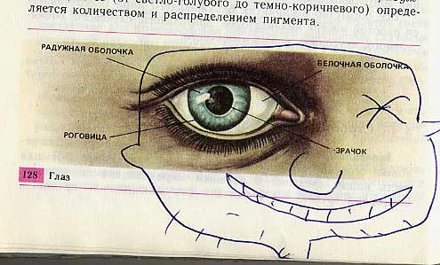 Фотография: Забавно разрисованный учебник биологии перенесет вас назад в 9-й класс №29 - BigPicture.ru