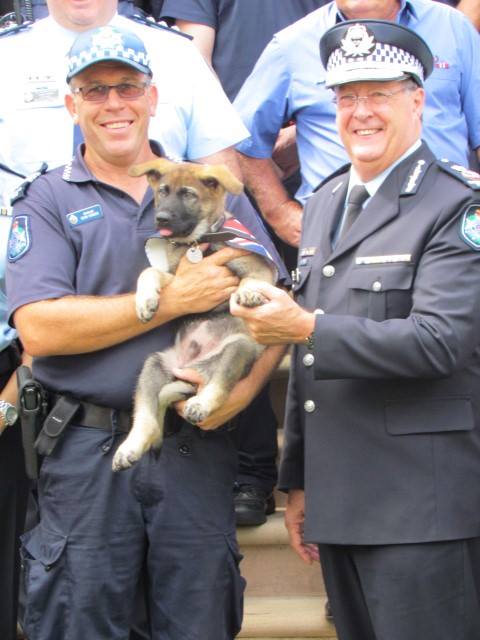 Фотография: Самого дружелюбного щенка австралийской полиции выгнали с работы №3 - BigPicture.ru