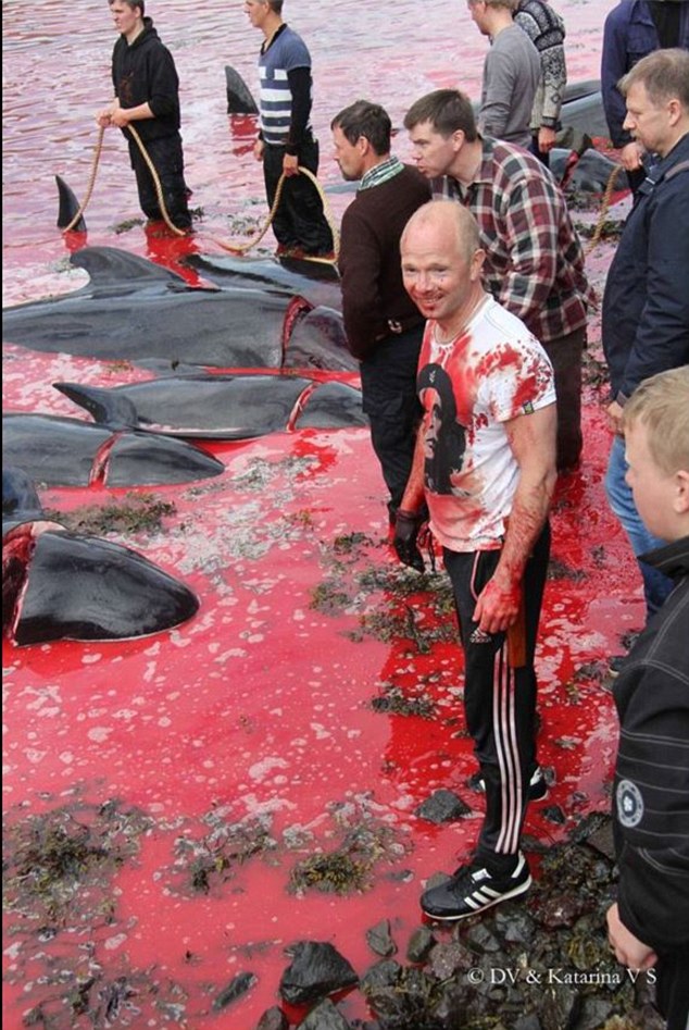 Фотография: На кровавых берегах: фарерцы снова зверски убивают сотни дельфинов №8 - BigPicture.ru