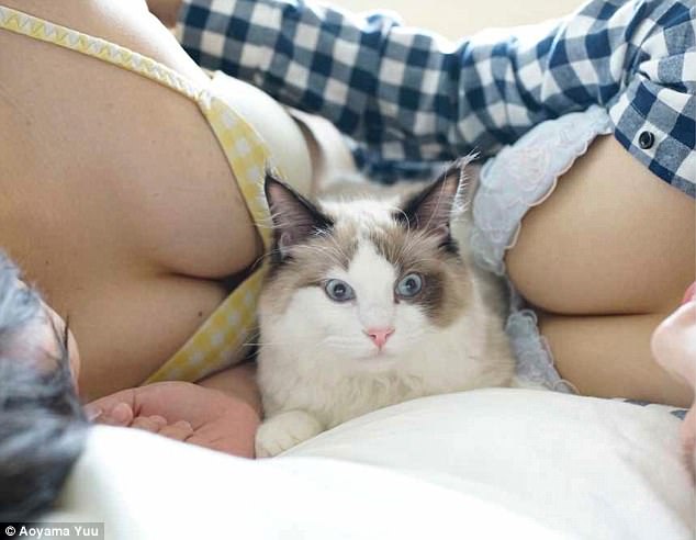 Фотография: Котики и груди: умиротворяющий альбом от японского фотографа №8 - BigPicture.ru