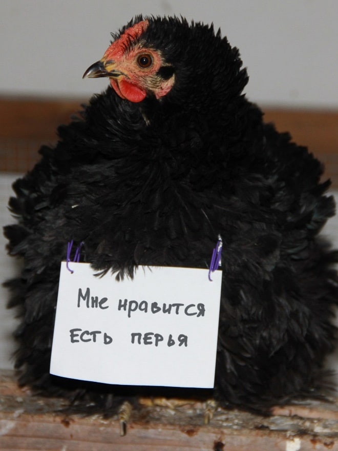 Фотография: Шкодливые курицы, которые набрались смелости признаться в своих грехах №9 - BigPicture.ru