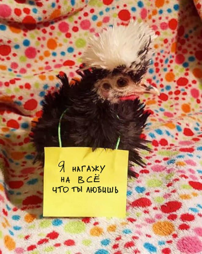 Фотография: Шкодливые курицы, которые набрались смелости признаться в своих грехах №2 - BigPicture.ru