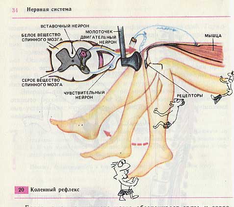 Фотография: Забавно разрисованный учебник биологии перенесет вас назад в 9-й класс №7 - BigPicture.ru