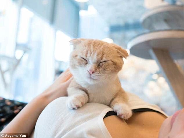 Фотография: Котики и груди: умиротворяющий альбом от японского фотографа №6 - BigPicture.ru