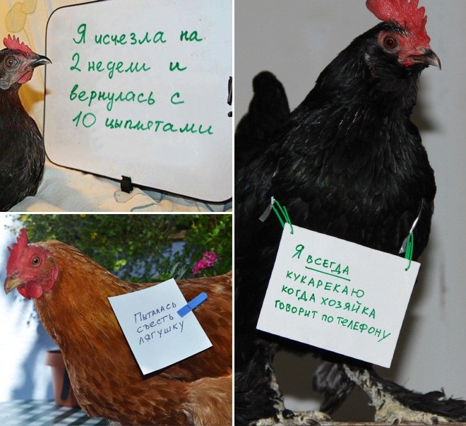 Фотография: Шкодливые курицы, которые набрались смелости признаться в своих грехах №4 - BigPicture.ru
