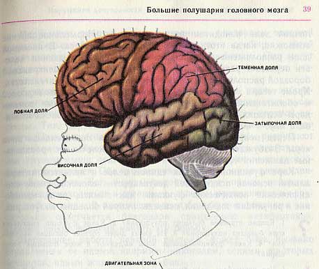 Фотография: Забавно разрисованный учебник биологии перенесет вас назад в 9-й класс №8 - BigPicture.ru