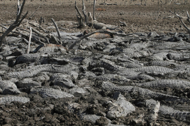 Фотография: Река смерти: как засуха превратила водоем в кладбище №5 - BigPicture.ru