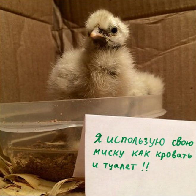 Фотография: Шкодливые курицы, которые набрались смелости признаться в своих грехах №5 - BigPicture.ru