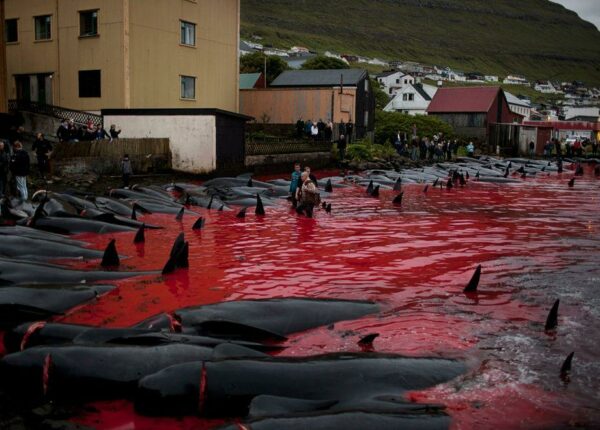 На кровавых берегах: фарерцы снова зверски убивают сотни дельфинов