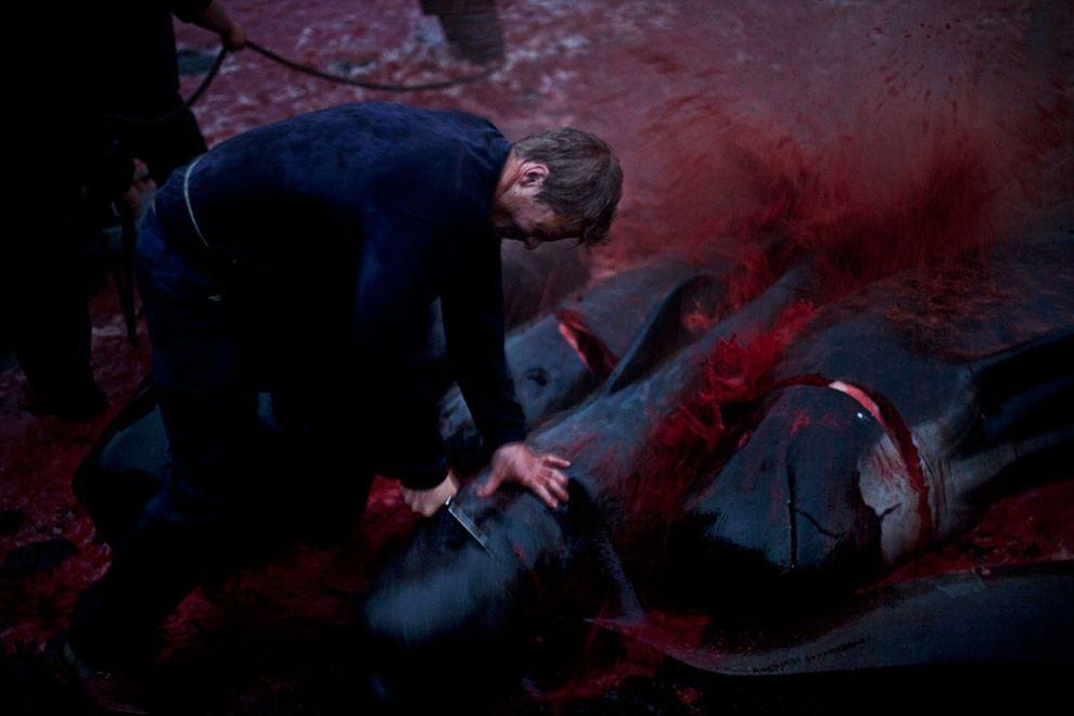 Фотография: На кровавых берегах: фарерцы снова зверски убивают сотни дельфинов №10 - BigPicture.ru