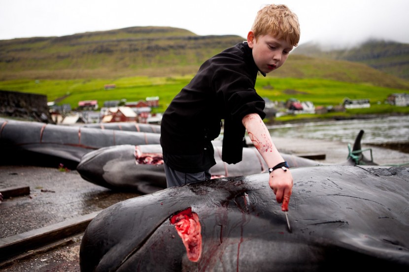 Фотография: На кровавых берегах: фарерцы снова зверски убивают сотни дельфинов №6 - BigPicture.ru
