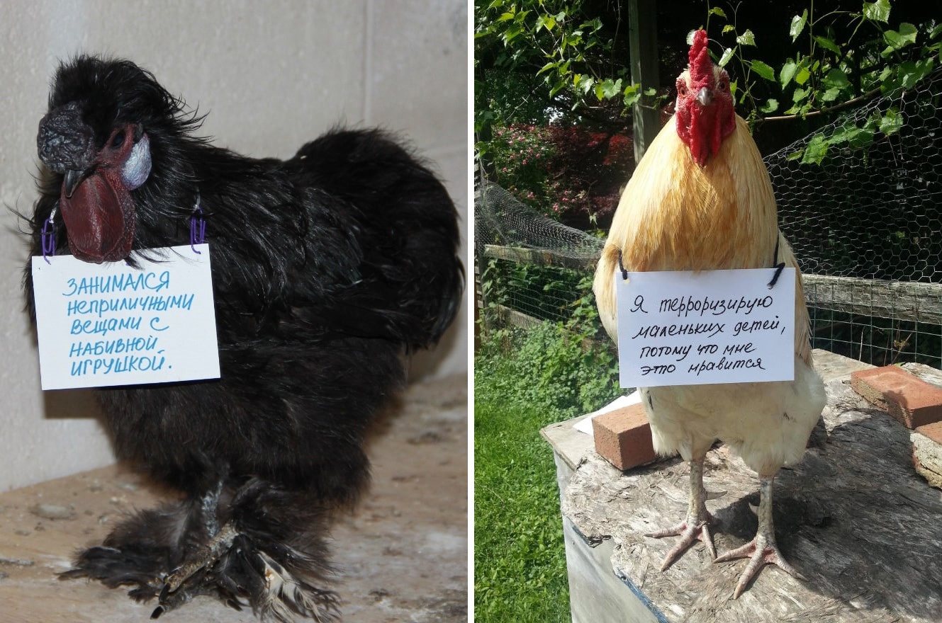 Фотография: Шкодливые курицы, которые набрались смелости признаться в своих грехах №1 - BigPicture.ru
