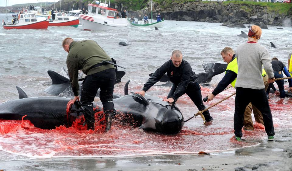 Фотография: На кровавых берегах: фарерцы снова зверски убивают сотни дельфинов №5 - BigPicture.ru