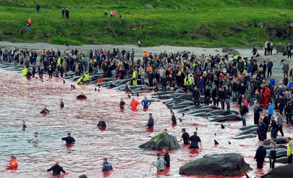 Фотография: На кровавых берегах: фарерцы снова зверски убивают сотни дельфинов №9 - BigPicture.ru