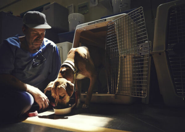 «Пес любит тебя даже в тюрьме»: Как помогают друг другу заключенные и бездомные собаки