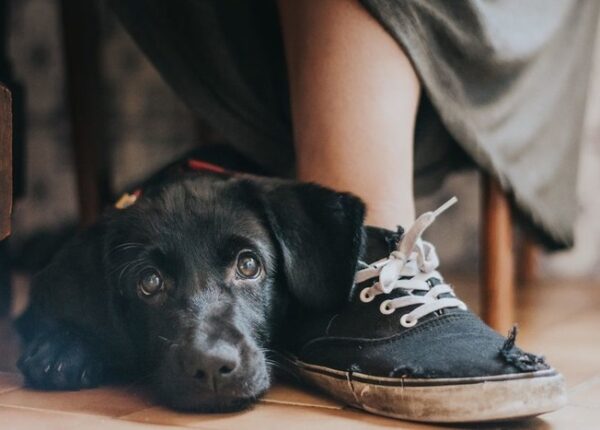 Самые фотогеничные собаки: поводыри, работники и просто друзья человека