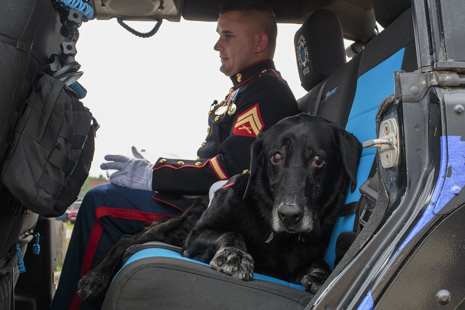 Фотография: Собаку-сапера проводили в последний путь с почестями, достойными героя войны №4 - BigPicture.ru