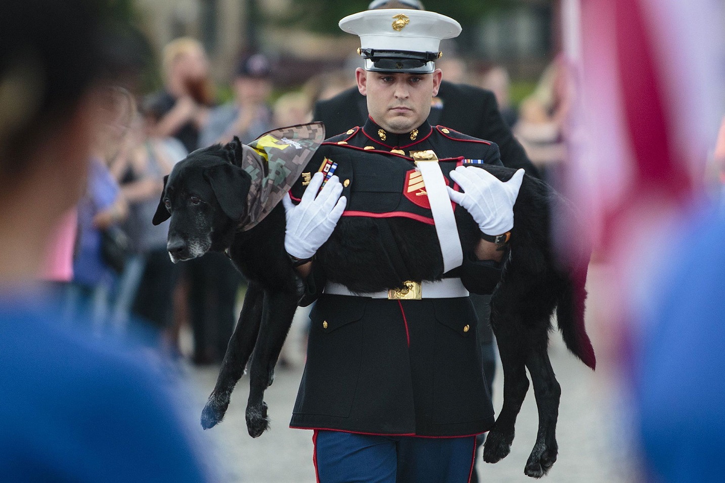 Фотография: Собаку-сапера проводили в последний путь с почестями, достойными героя войны №1 - BigPicture.ru