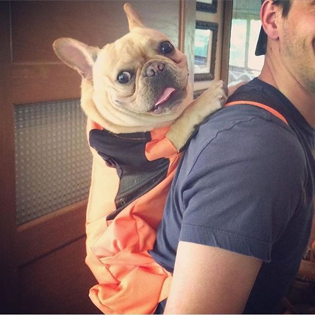 Фотография: Как хитрые ньюйоркцы обходят запрет на провоз собак в метро №12 - BigPicture.ru